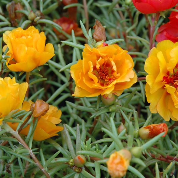 Portulaca