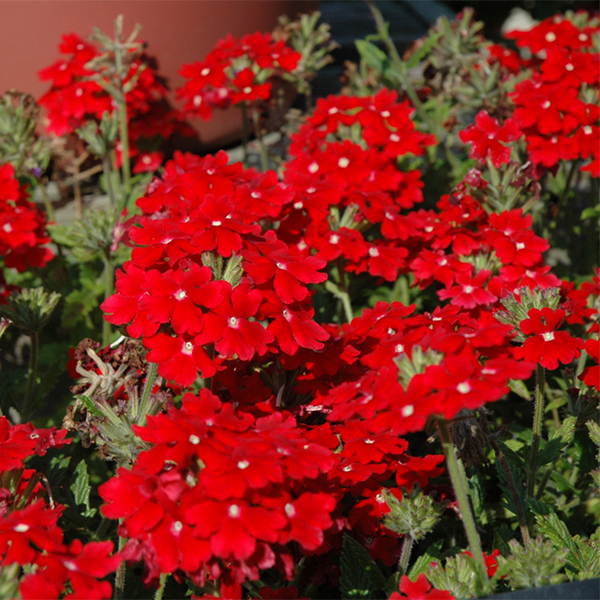 Verbena