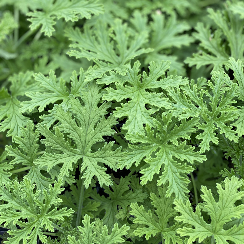 Citronella Mosquito Plant - 4.5in