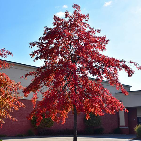 Pin Oak - 7c