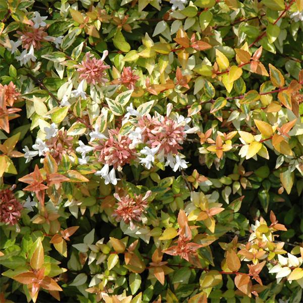 Abelia Grandiflora Kaleidoscope - 3c