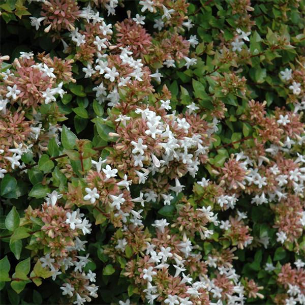 Abelia Grandiflora Rose Creek - 3c
