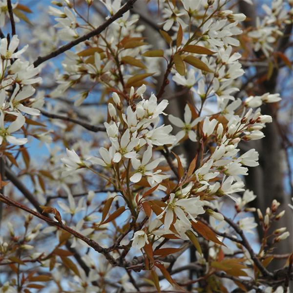 Serviceberry, Autumn Brilliance SS--7 gallon