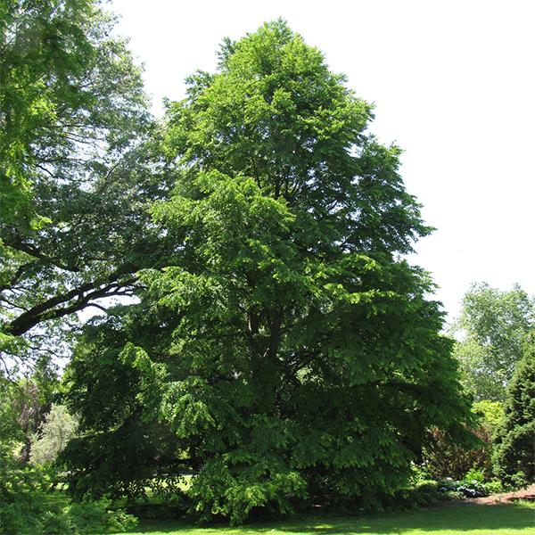Katsura tree--7 gallon
