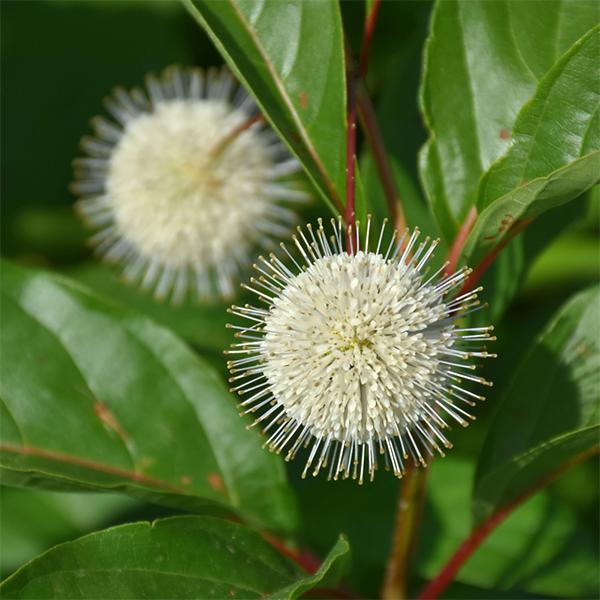 Buttonbush Magical Moonlight - 3c