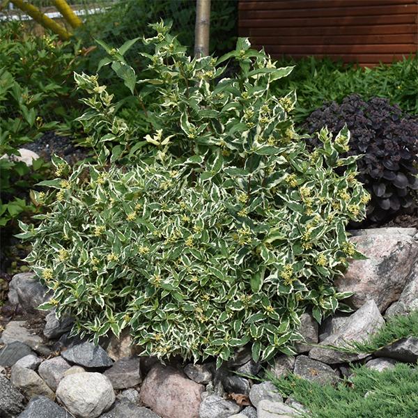 Honeysuckle Bush Cool Splash FE - 3c