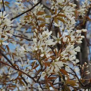 Serviceberry, Autumn Brilliance SS--7 gallon