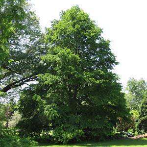 Katsura tree--7 gallon
