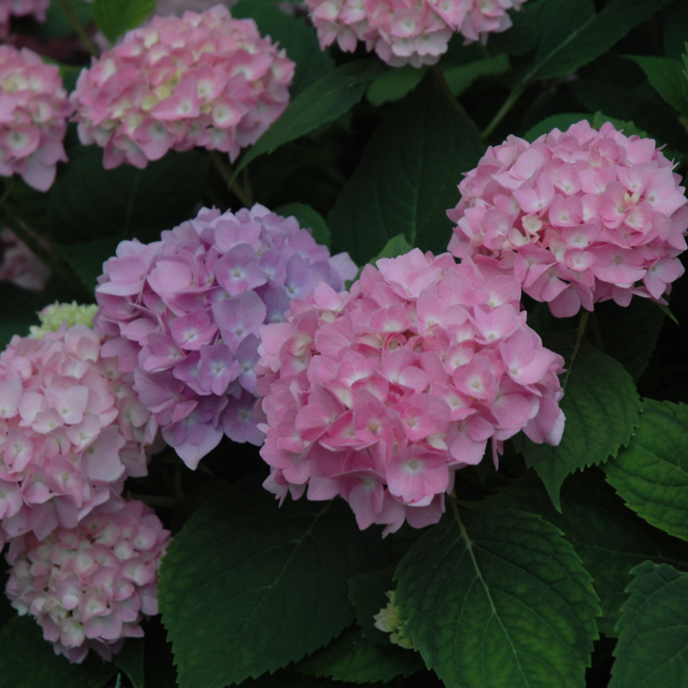 Hydrangea Macrophylla Endless Summer® 