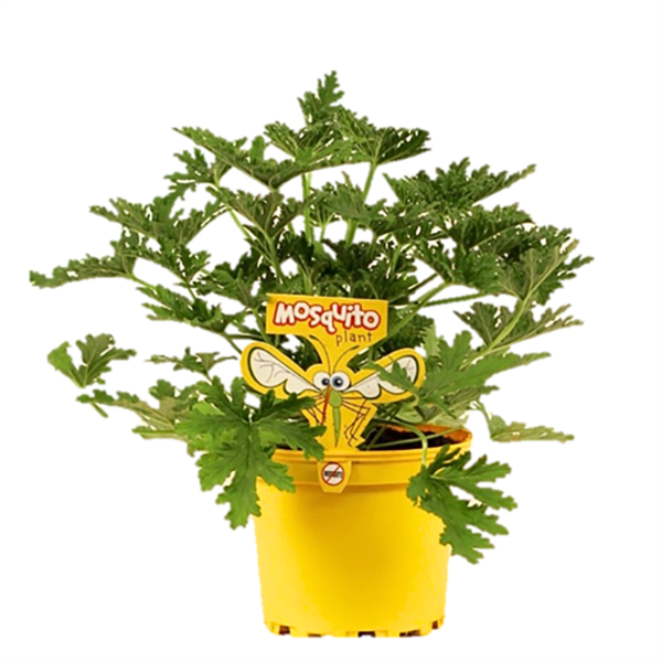 Citrosa Mosquito Plant - 6in
