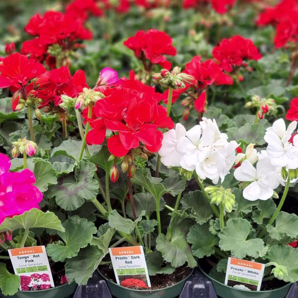4in - 4.5in Potted Annual Flowers