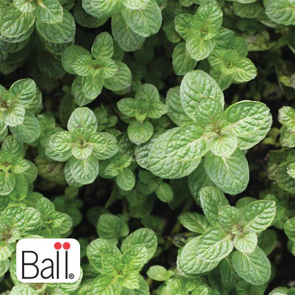 Apple Mint 3.5 IN