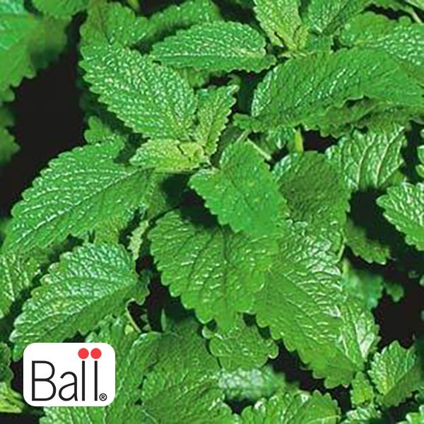 Lemon Balm 3.5 IN