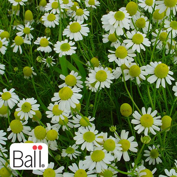 Chamomile 3.5 IN