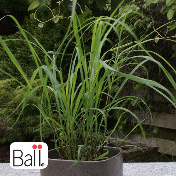 Lemon Grass 3.5 IN