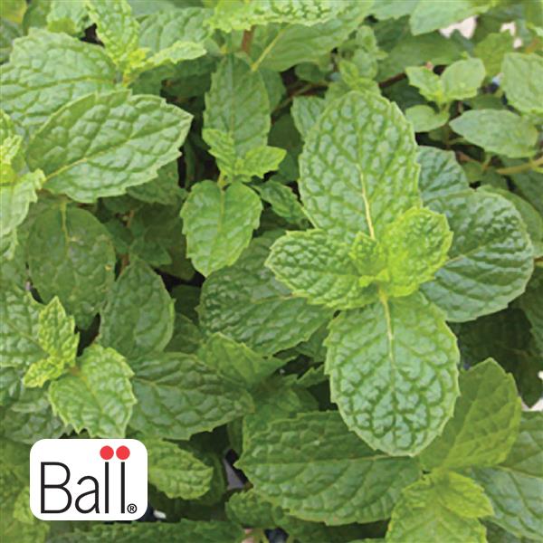 Mojito Mint 3.5 IN