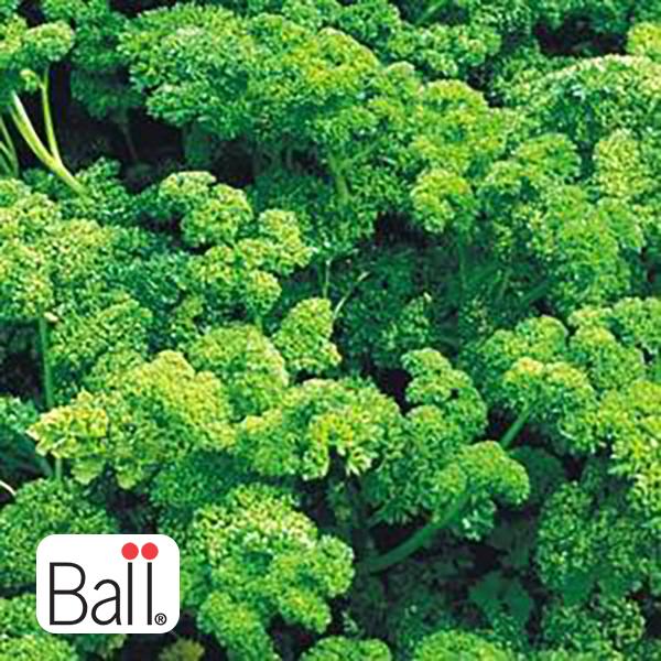 Parsley Curly 3.5 IN