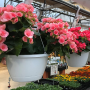 Flowering Annual Hanging Basket 10in