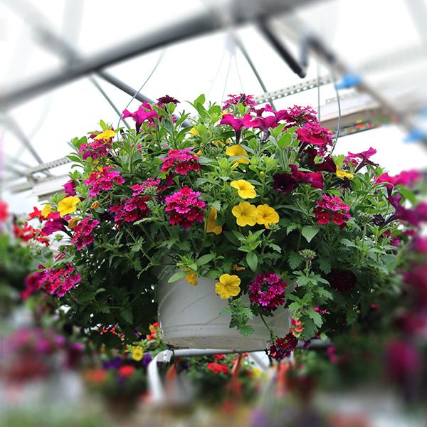 Flowering Annual Hanging Basket 10in