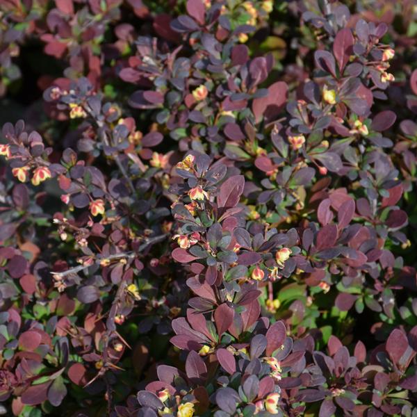 Japanese Barberry WorryFree® Crimson Cutie - 2c