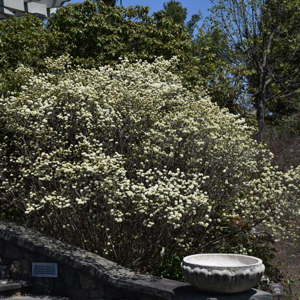 Fothergilla Dwarf - 3c