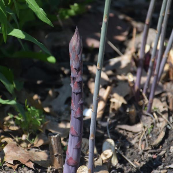 Asparagus Purple Passion