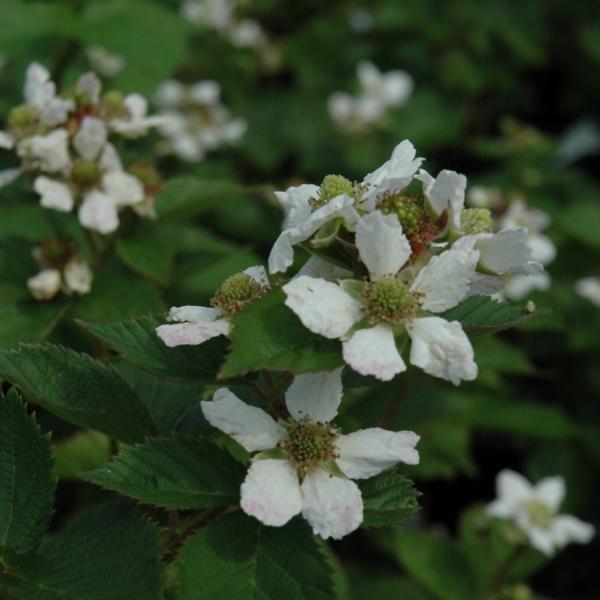 Blackberry Triple Crown