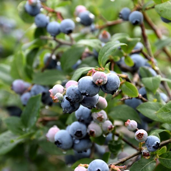 Blueberry Blue Jay Midseason