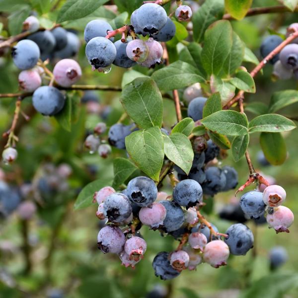 Blueberry Earliblue Very Early