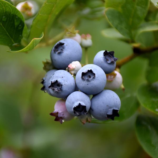 Blueberry Nelson Late