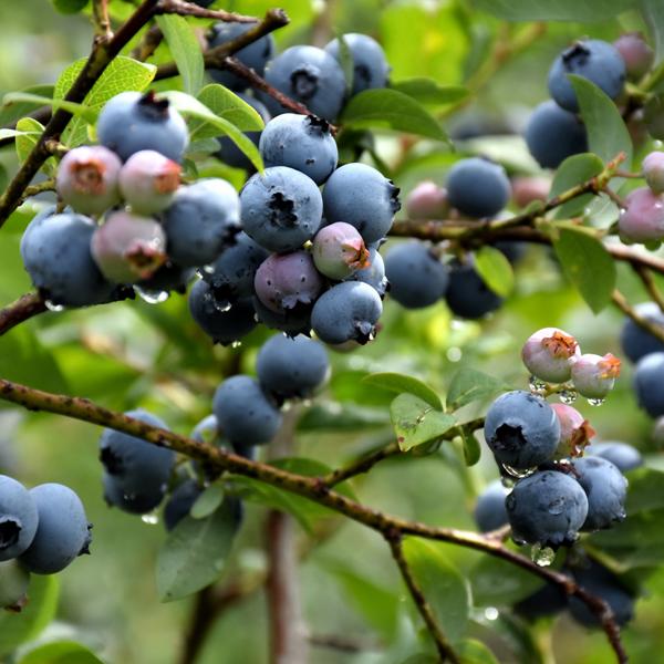 Blueberry Rubel Late Season