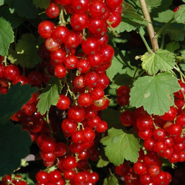 Currant Red Lake