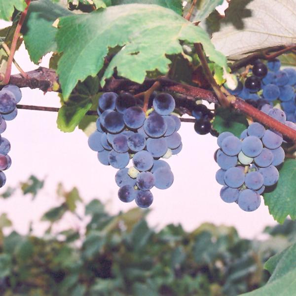 Grape Seedless Concord