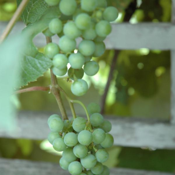 Grape Edelweiss White