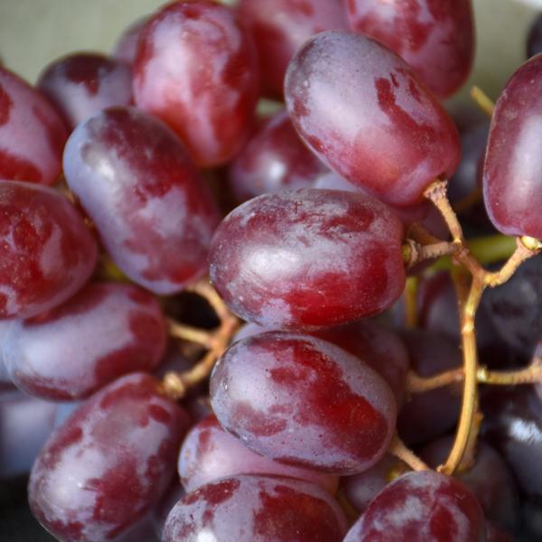 Grape Seedless Reliance