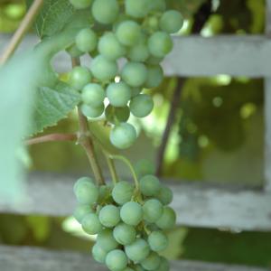 Grape Edelweiss White