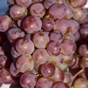 Grape Seedless Vanessa Red