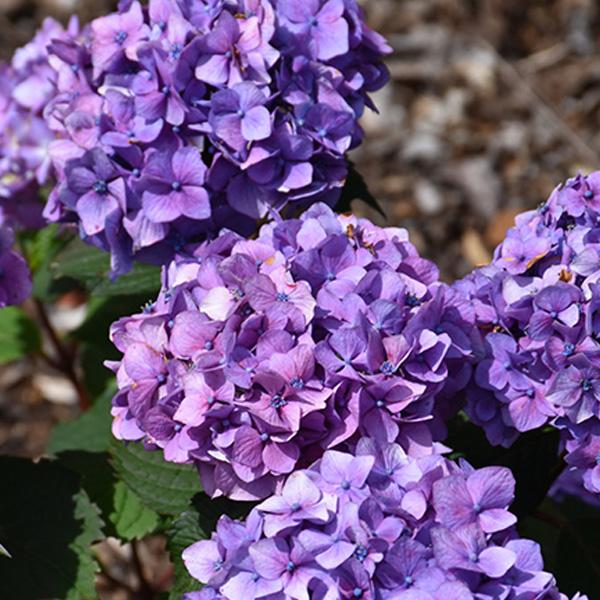 Hydrangea Mac Endless Summer® Bloomstruck