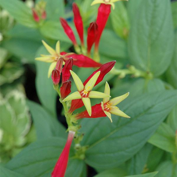 1c Spigelia Little Red