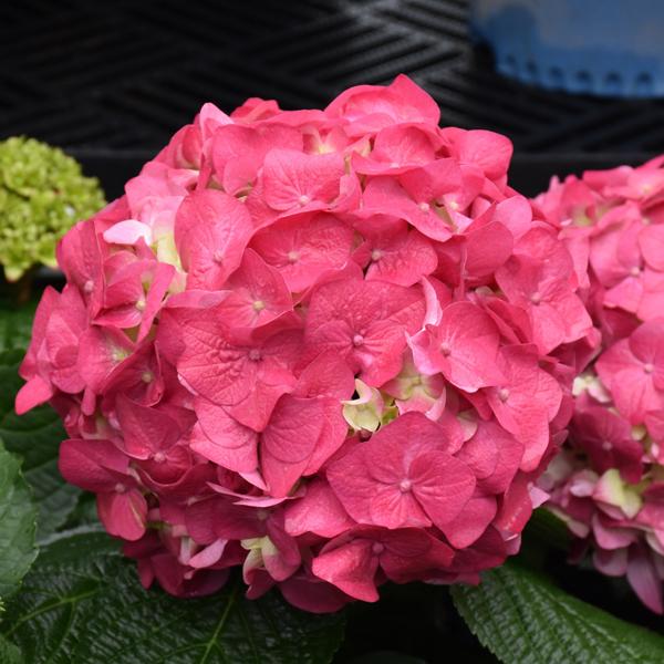 Hydrangea Macrophylla Endless Summer® Summer Crush