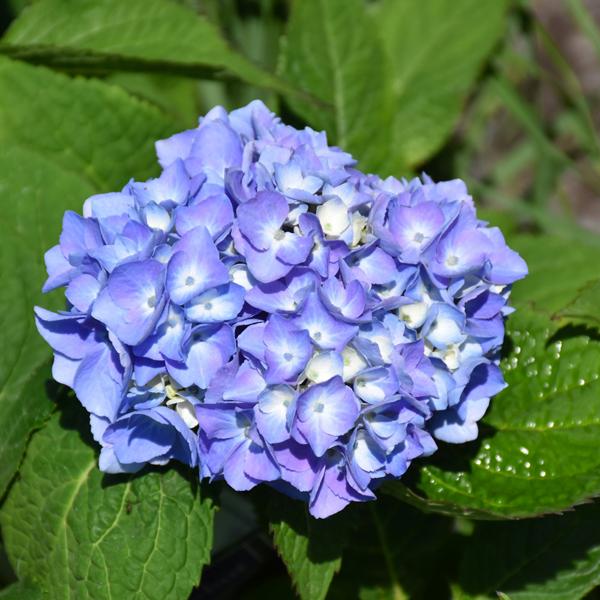 Hydrangea Mac Nantucket Blue