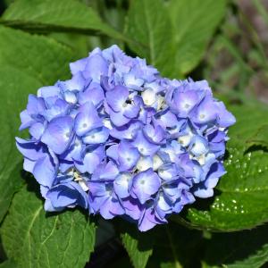 Hydrangea Macrophylla Nantucket Blue