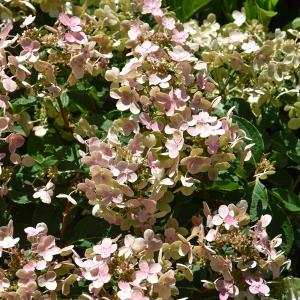 Hydrangea Paniculata Early Evolution - 3c