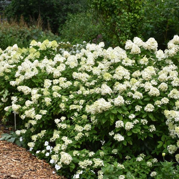 Hydrangea Paniculata Limelight Prime