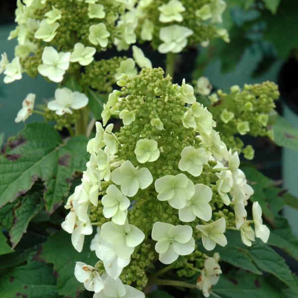 Hydrangea Quercifolia Munchkin