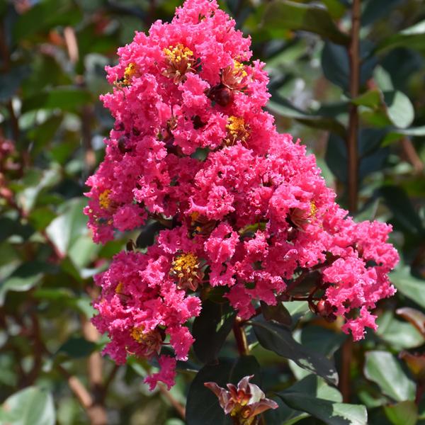 Crape Myrtle Pink Velour