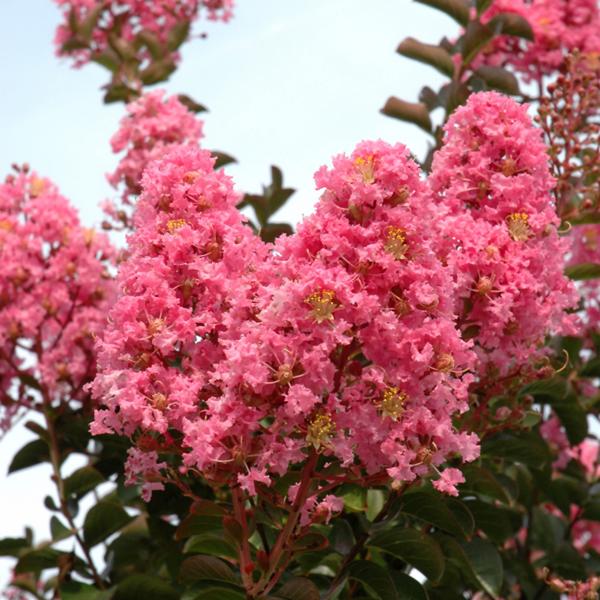 Crape Myrtle Sioux Pink