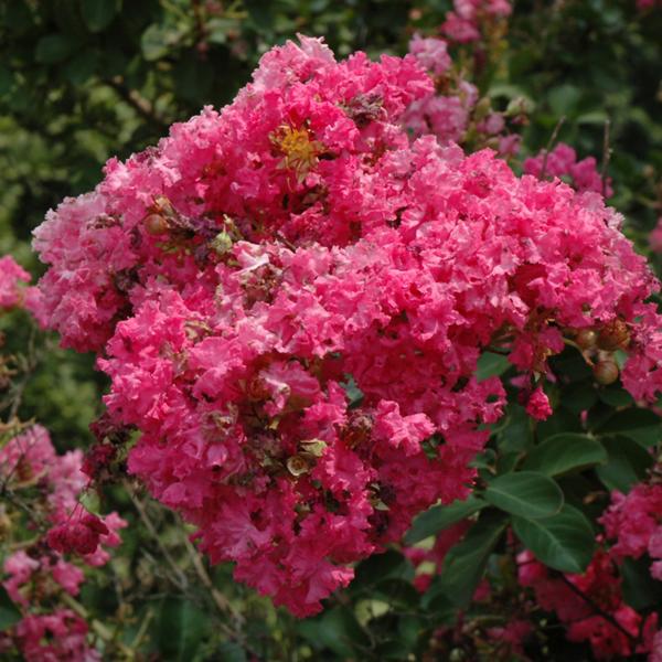 Crape Myrtle Tonto