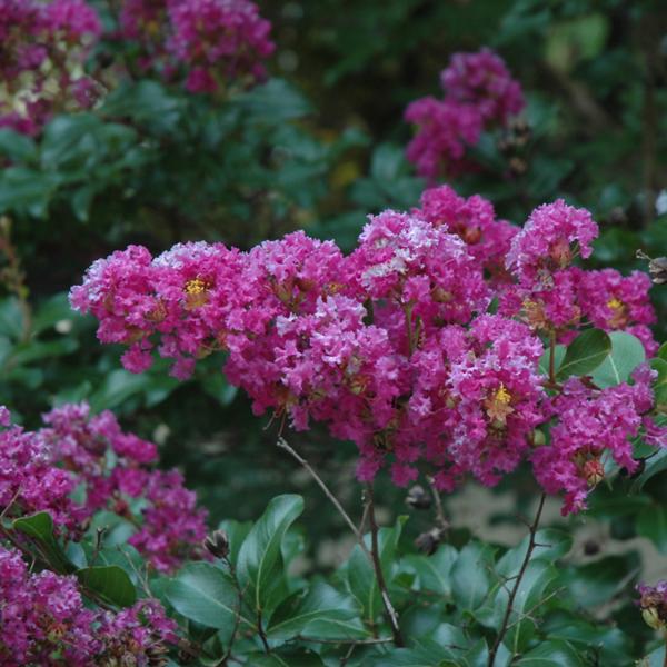 Crape Myrtle Zuni