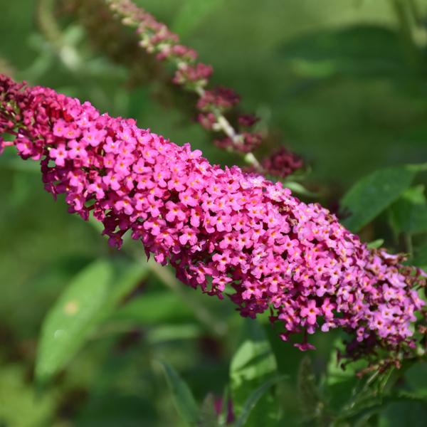 Butterfly Bush Davidii Miss Molly